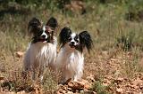 EPAGNEUL PAPILLON 149